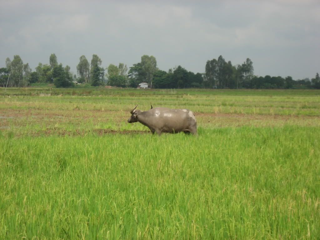 Miền tây lúa giao lưu cùng 3 miền nè anh em - 1