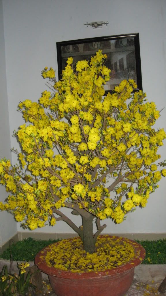 Nơi show hình mai vàng or đào Tết Tân Mão nhé a e. - 3