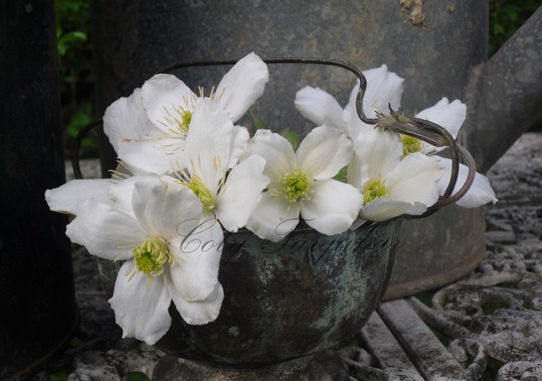 Black and White Pictures, Images and Photos