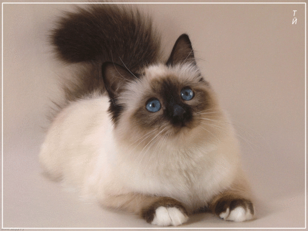 Cats