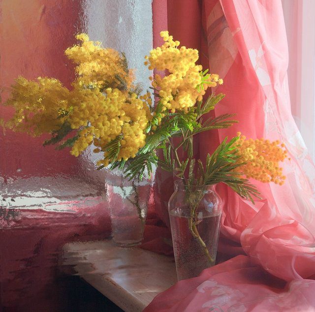 Flowers Pictures, Images and Photos