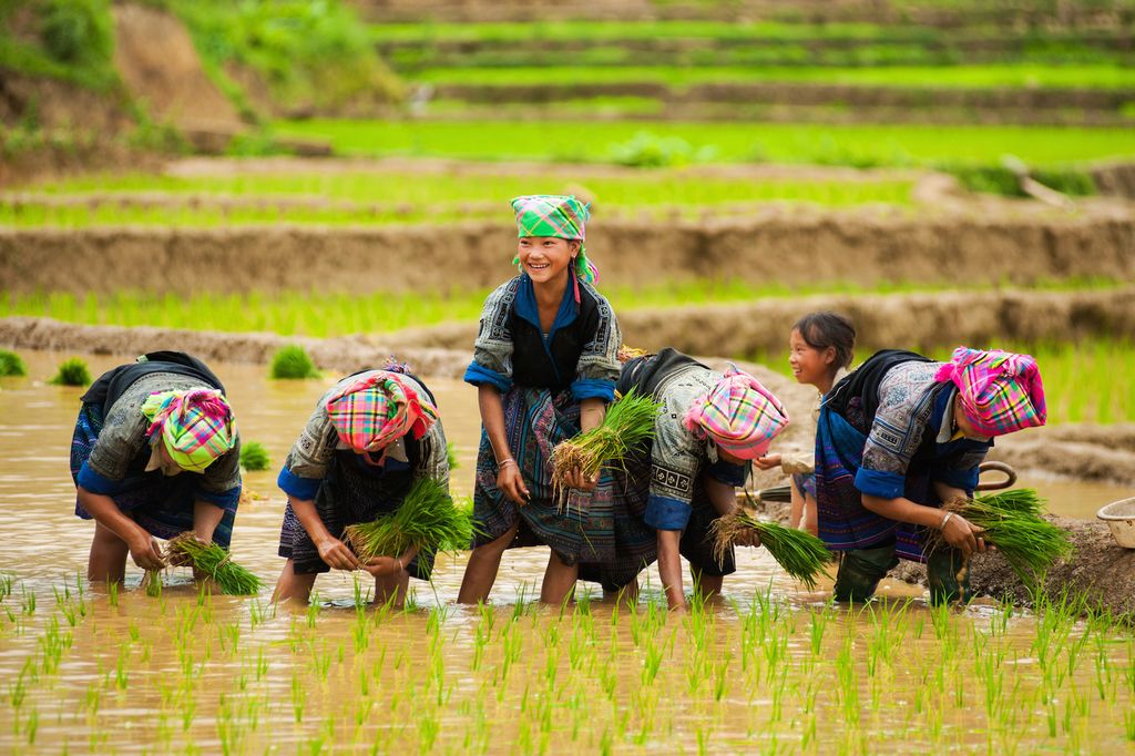Rice plantation, North Vietnam