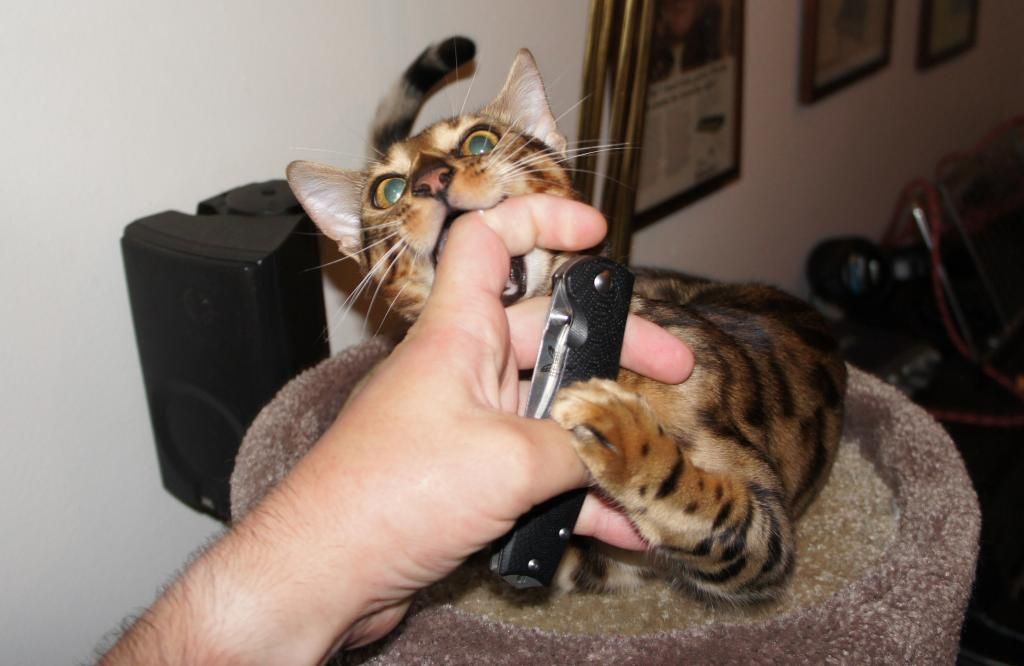 Photos Knives on my cat Page 2