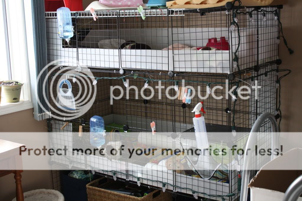 Upper Levels - Stacking cages - Guinea Pig Cages